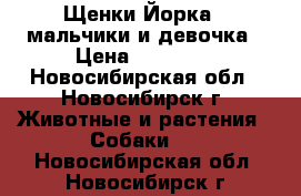 Щенки Йорка - мальчики и девочка › Цена ­ 10 000 - Новосибирская обл., Новосибирск г. Животные и растения » Собаки   . Новосибирская обл.,Новосибирск г.